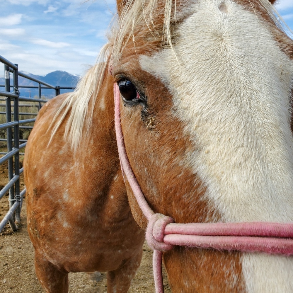 Meet your Posher, Ryan